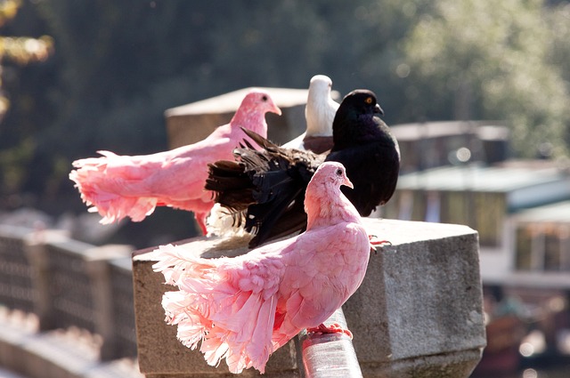 在窗帘不同 在窗帘不同